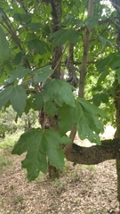 Acer opalus