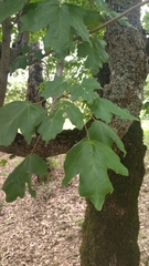 Acer opalus