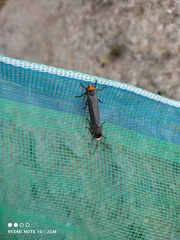 Gnamptonychia ventralis