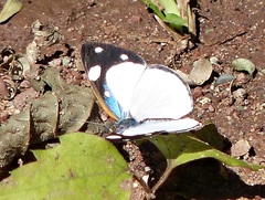 Dynamine coenus albidula