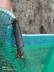 Gnamptonychia ventralis