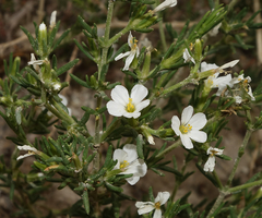 Frankenia jamesii