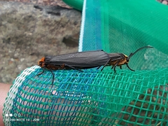 Gnamptonychia ventralis