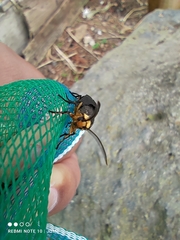 Gnamptonychia ventralis