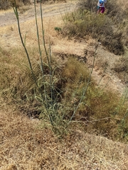 Foeniculum vulgare