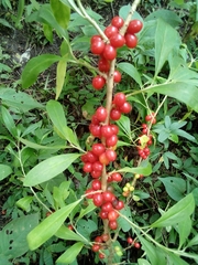 Daphne pseudomezereum