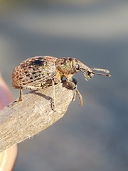Trichalophus alternatus