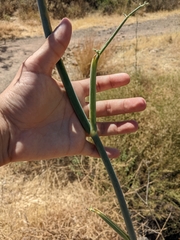 Foeniculum vulgare
