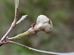 Alectryon oleifolius canescens