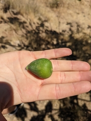 Ficus carica