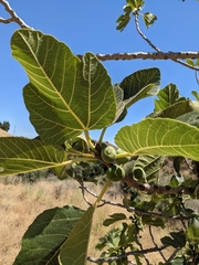 Ficus carica