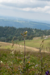 Podosphaera filipendulae