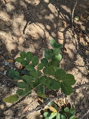 Ceratonia siliqua