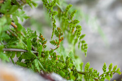 Hyalopsora polypodii