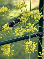 Colletes nudus