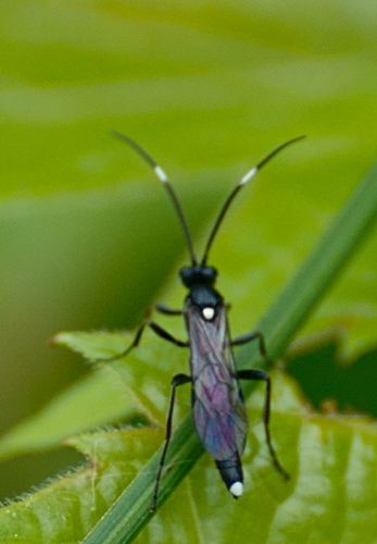 Vulgichneumon brevicinctor photo 2