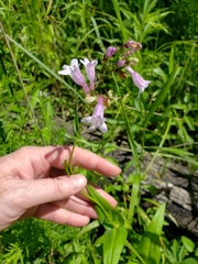 Penstemon calycosus