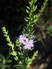 Lythrum alatum lanceolatum