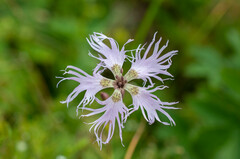 Microbotryum superbum