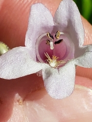 Penstemon calycosus