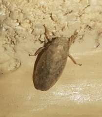 Negosiana dualis