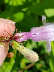Penstemon calycosus
