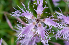 Microbotryum superbum