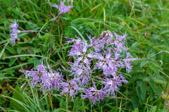 Microbotryum superbum