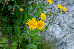 Hieracium villosum