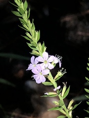 Lythrum alatum lanceolatum