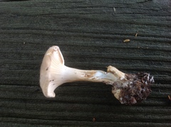 Clitocybe subclavipes