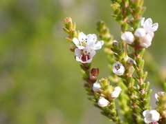 Micromyrtus