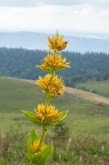 Gentiana lutea lutea