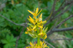 Gentiana lutea lutea