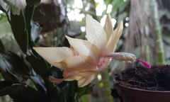 Schlumbergera truncata