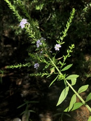 Lythrum alatum lanceolatum
