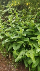 Cirsium latifolium image