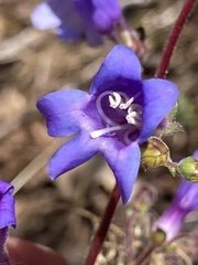 Penstemon roezlii