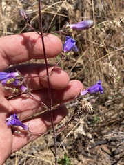 Penstemon roezlii