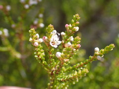 Micromyrtus