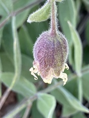 Silene campanulata