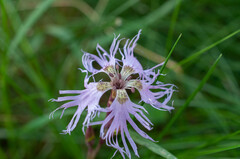 Microbotryum superbum