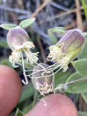 Silene campanulata