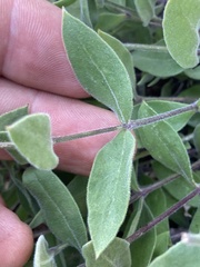 Silene campanulata