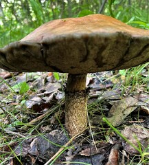 Leccinum