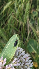Epicauta atrata