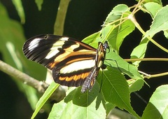 Heliconius ethilla polychrous