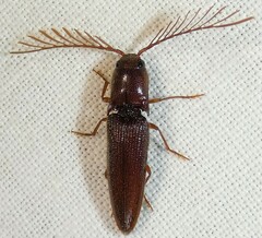 Dicrepidius palmatus