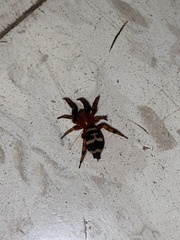 Sergiolus capulatus