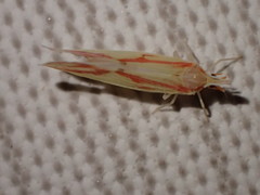 Otiocerus coquebertii